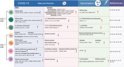 Single-cell analysis of the adaptive immune response to SARS-CoV-2 infection and vaccination